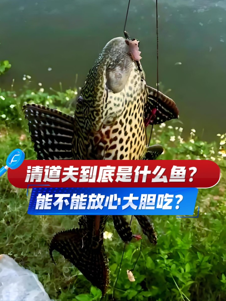 #教育焕新计划#清道夫到底是什么鱼？究竟能不能放心大胆吃？吃一口吐半天