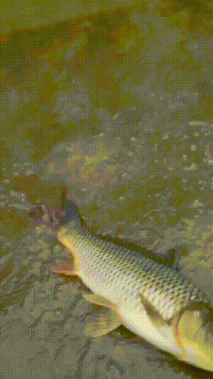 ��һ�ں���ͼ�Ʒ�ϵ�� �Ż���Ů�˳ɹ�������ע��