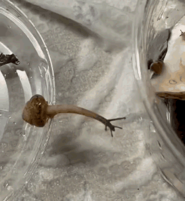 ��һ�ں���ͼ�Ʒ�ϵ�� �Ż���Ů�˳ɹ�������ע��