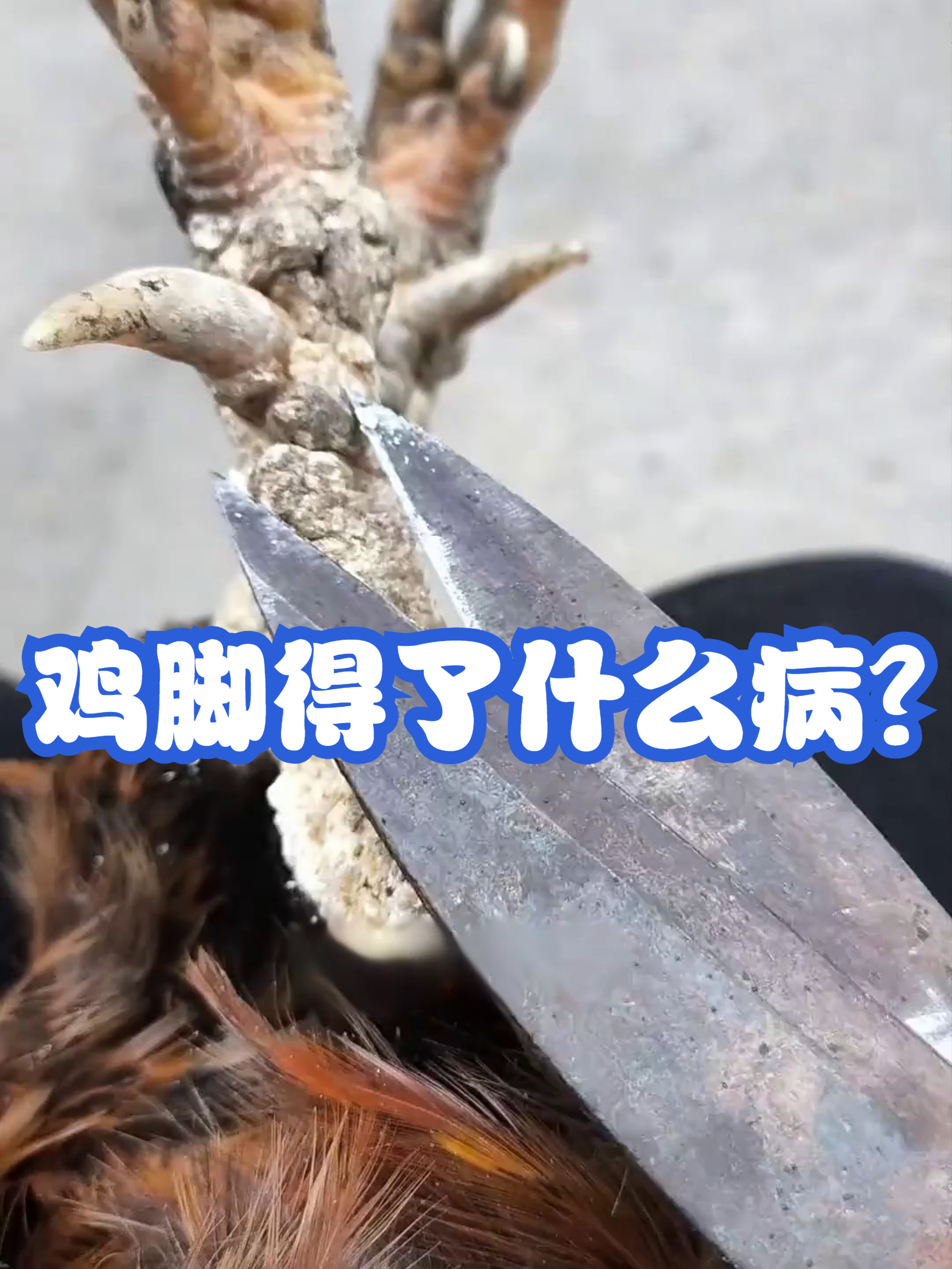 鸡脚得了什么病？#配音解说#