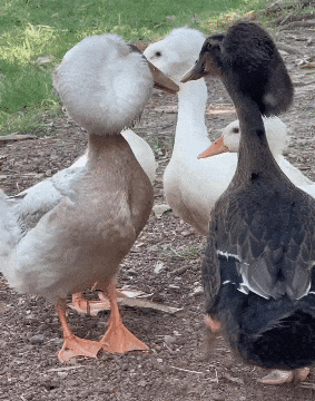 ���帣����ͼ�Ʒ�ϵ�� ��Ů�����Ҳ̫����˰�