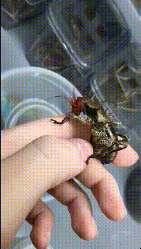 ���帣����ͼ�Ʒ�ϵ�� ��Ů�����Ҳ̫����˰�