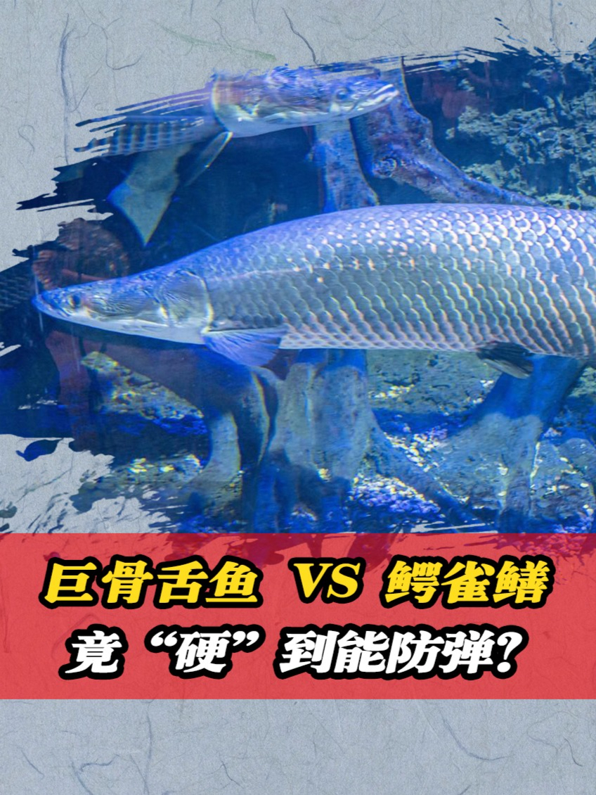 巨骨舌鱼 vs 鳄雀鳝,谁更“硬”?竟连子弹都奈何不了它?#教育焕新计划#