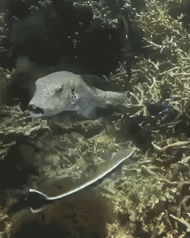 ���帣����ͼ�Ʒ�ϵ�� �����ڽ��������α���Χ��