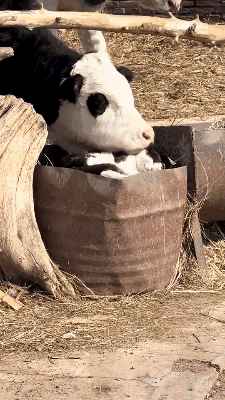 周一内涵囧图云飞系列 这身段大长腿这相机真不错