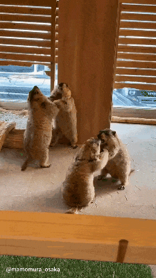 3DM轻松一刻第1686期 你叫技师是为了学外语吗？