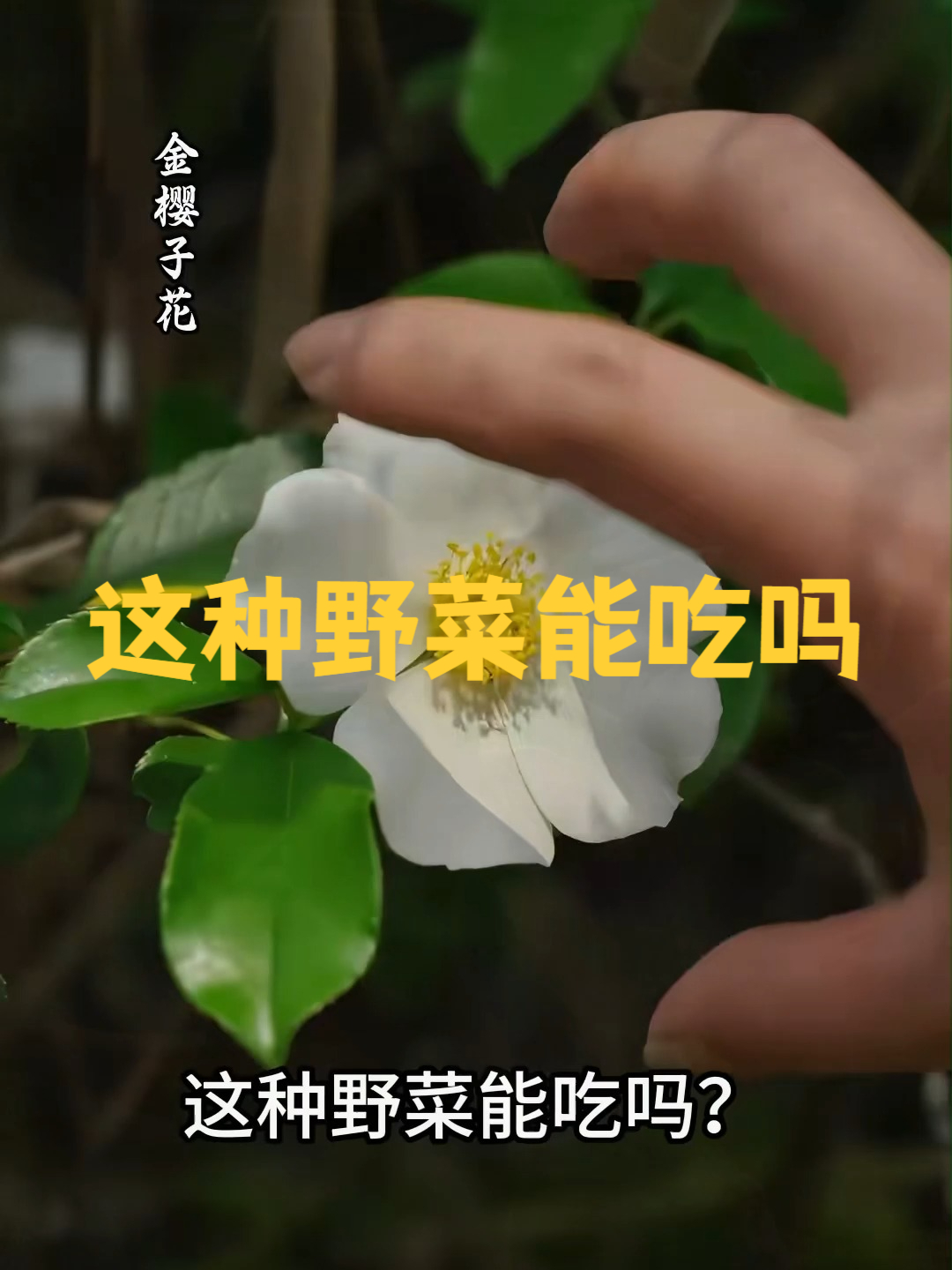 这种野菜能吃吗