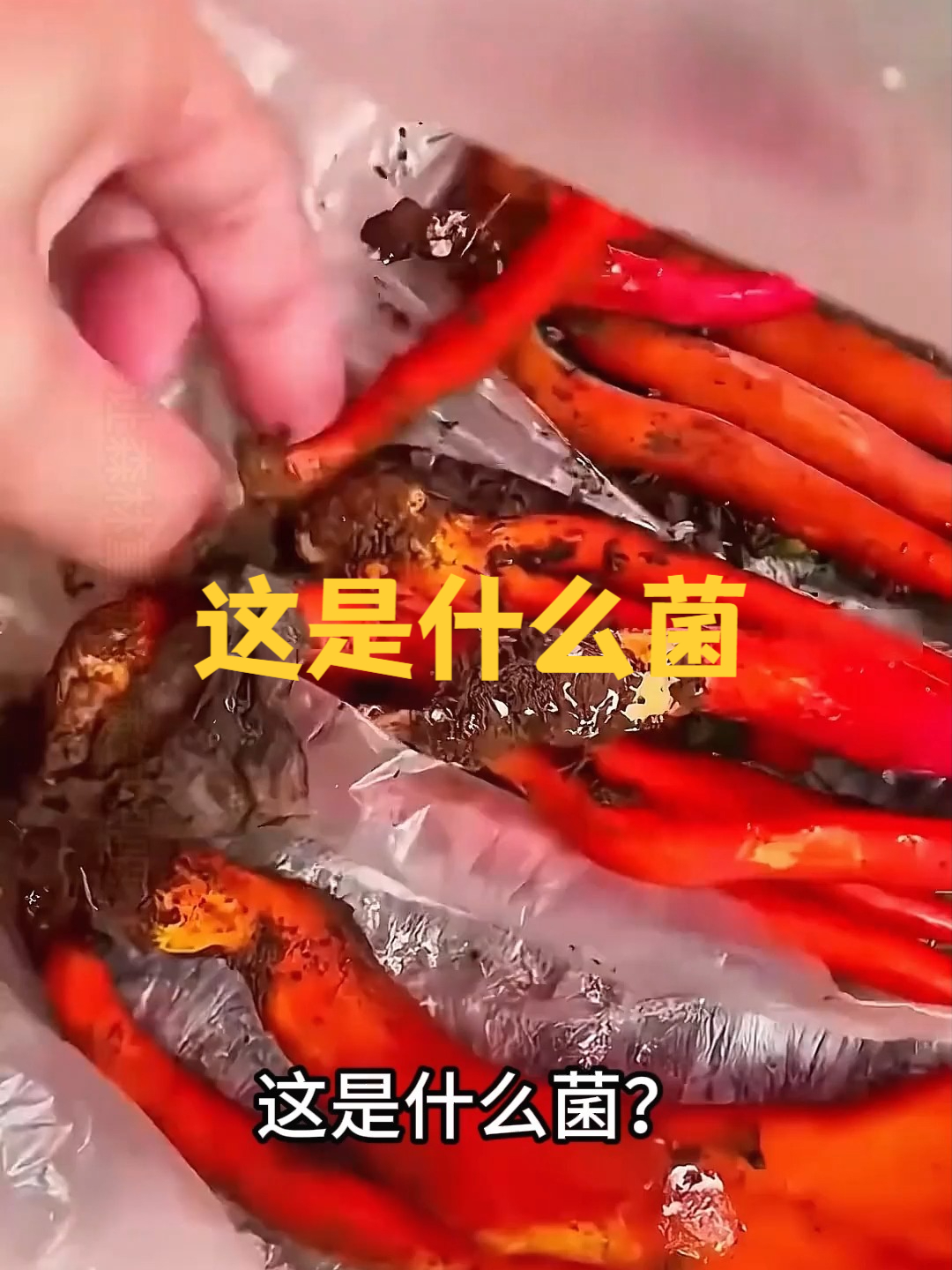 这是什么菌