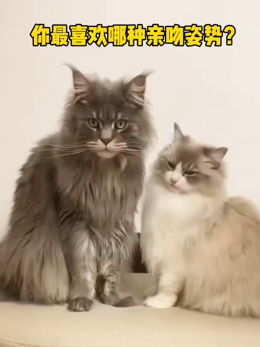 我家猫的亲吻姿势～你最想体验哪一种？