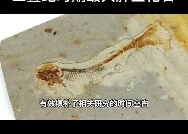 距今约242亿年！山西发现全球三叠纪时期最大肺鱼化石