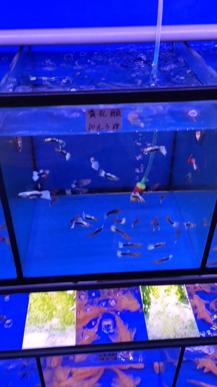 粉丝要了解广州这边孔雀鱼有哪些品种?有没有你喜欢的?性价比高