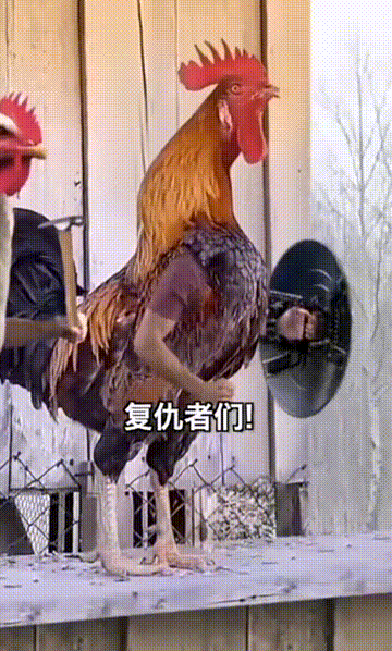 周一内涵囧图云飞系列 美女的鼻子顶我一年的工资