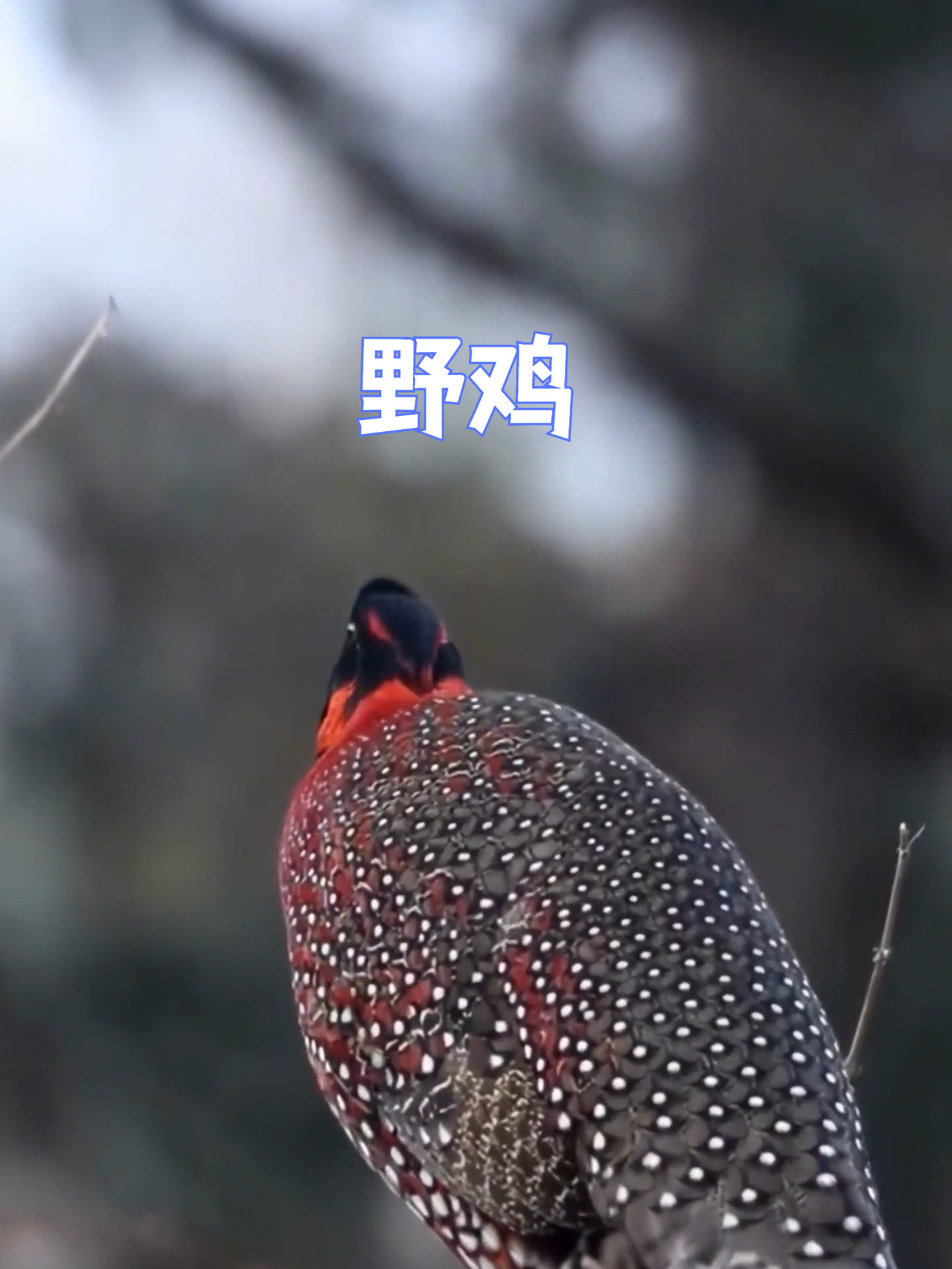 这些动物的叫声，你熟悉吗#鸟叫##动物##野鸡#
