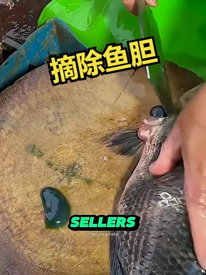摘除鱼胆的作用！ 