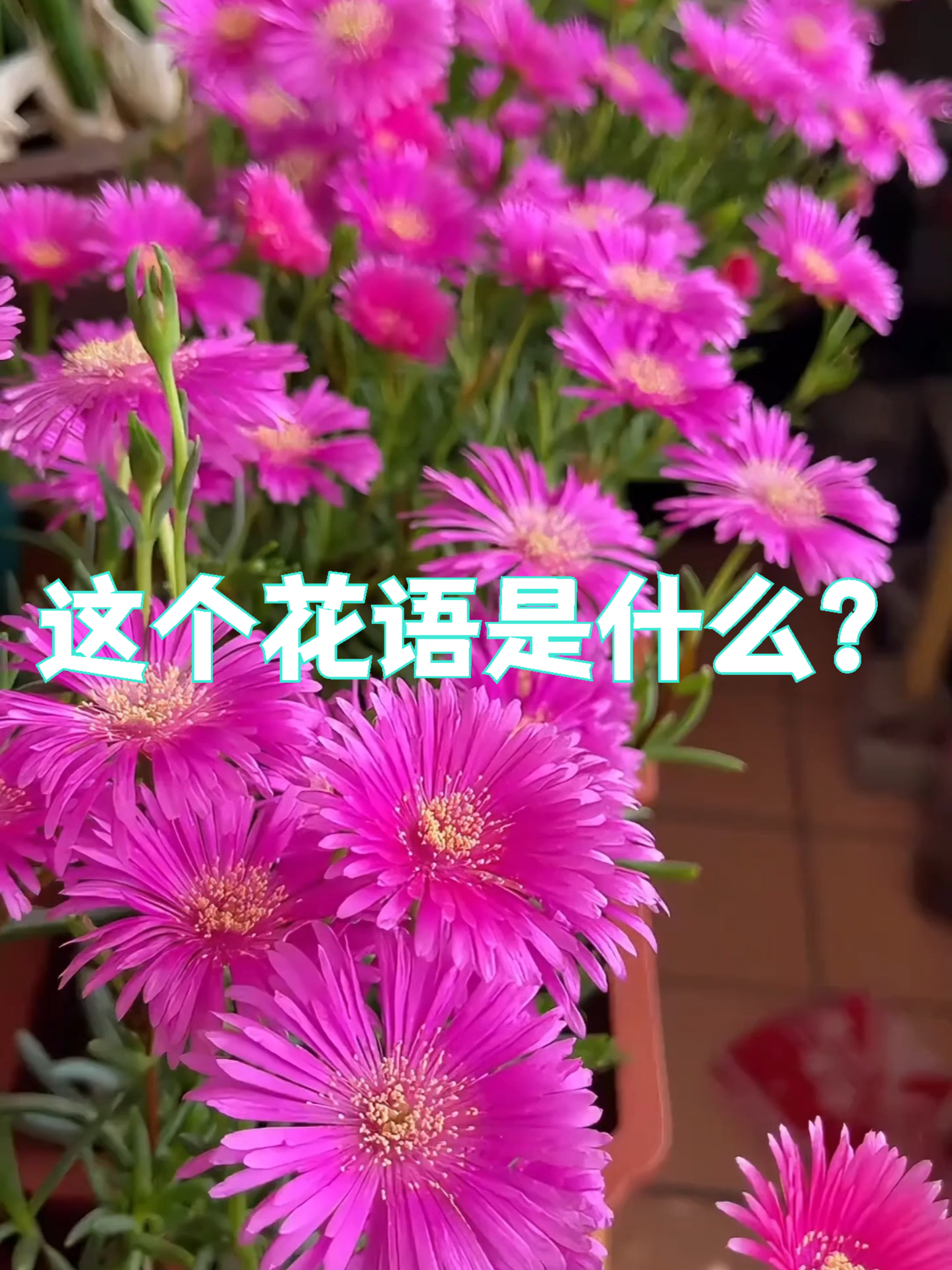 这些花的花语是什么，你知道吗#花语##花语祝福##鲜花#