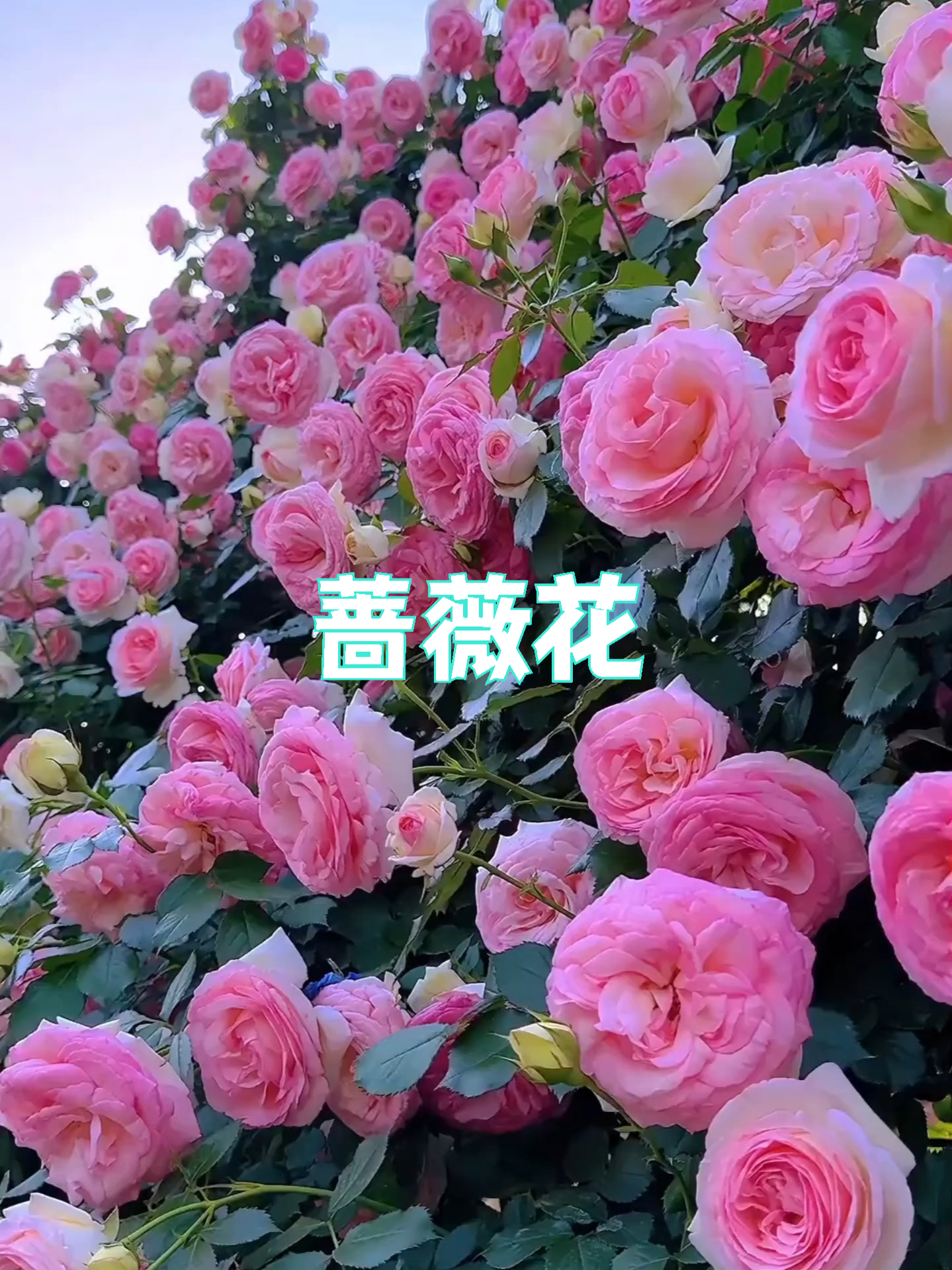 这些花的花语是什么，你知道吗#花语#