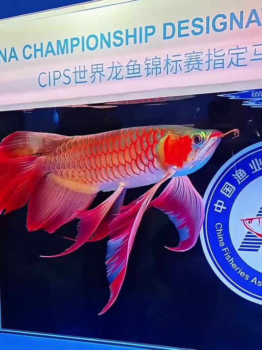 带你认识不同的名贵鱼你们都见过哪些