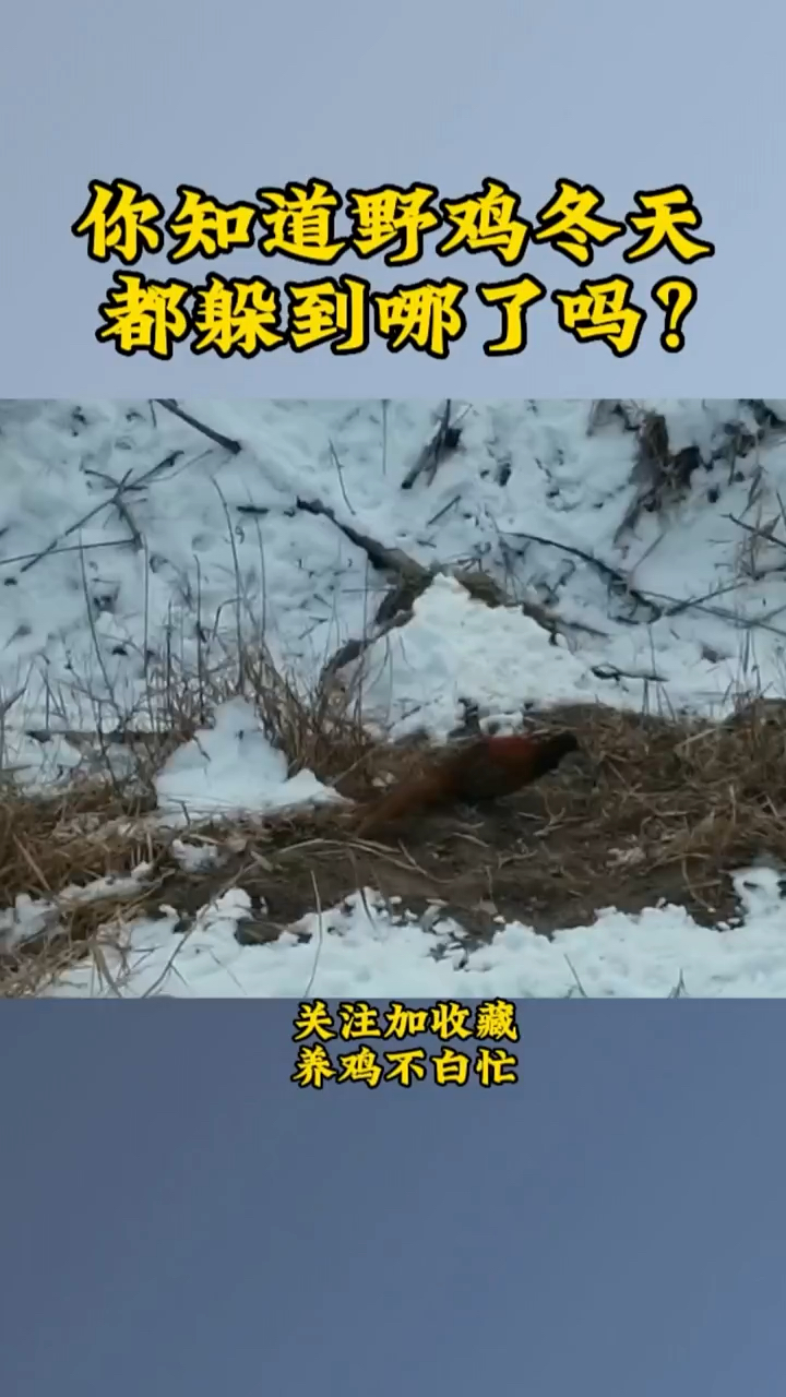 你知道野鸡冬天都躲哪里去了