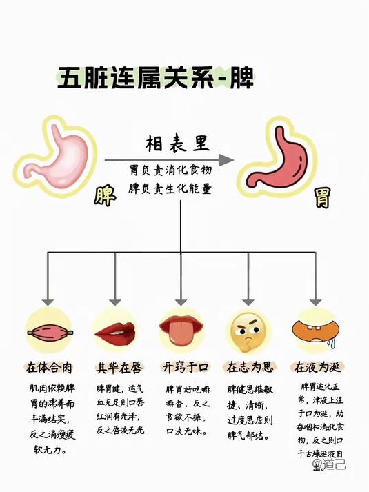 身体内脏各部位参考对照图!古中医养生 养生13点 养生知识