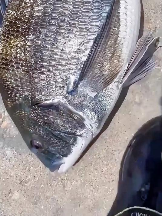 跟着八戒认识20种常见海鱼