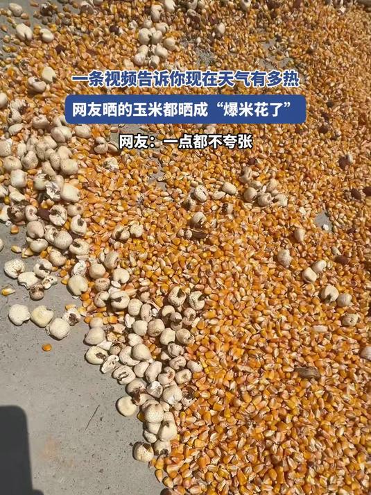 一条视频告诉你现在天有多热,网友的玉米都晒成“爆米花了”