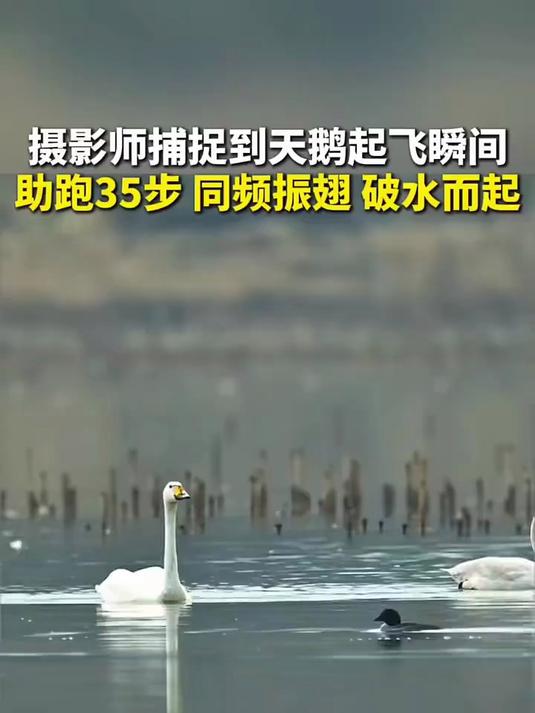 摄影师捕捉天鹅起飞瞬间 网友:守护鸟类 守护这份美!