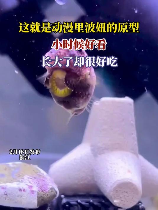 这就是动漫里波妞的原型,小时候好看,长大了却很好吃