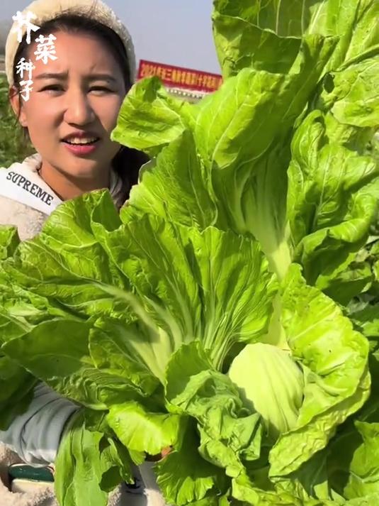 包芯甜芥菜,清甜爽口,脆嫩多汁,现在是种植的好时节