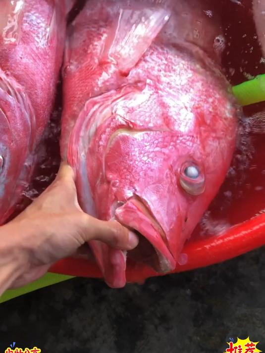 清蒸红鱼干吃起来不会油腻肉味鲜美鱼味香浓清淡口味的朋友可以试一下