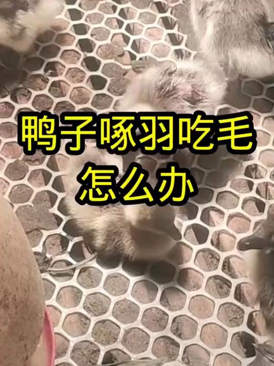 鸭子琢羽吃毛怎么办