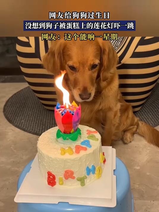 网友给狗狗过生日,没想到狗子被蛋糕上的莲花灯吓一跳