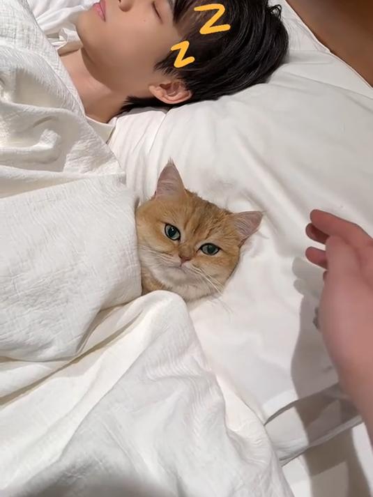 对不起了小猫咪 还以为是你打的呼噜