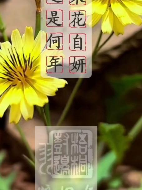 路逢苦菜花·高大夫