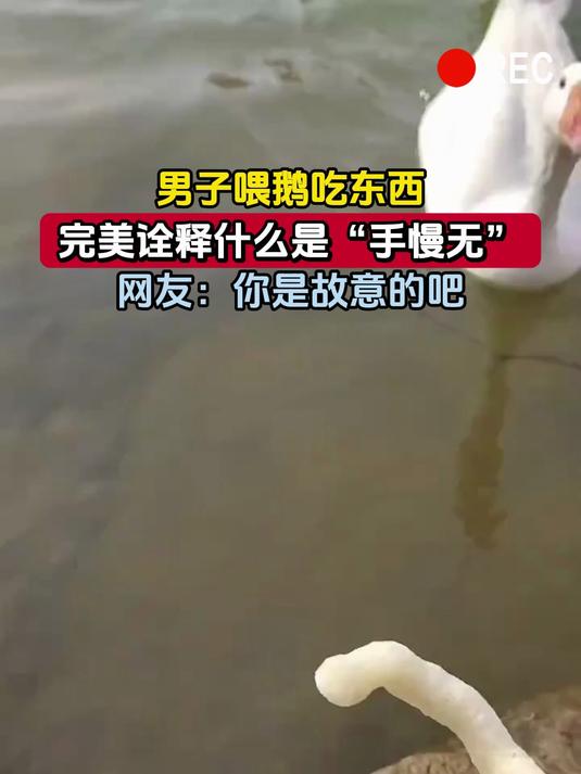 男子喂鹅吃东西,完美诠释什么是“手慢无”,网友:你是故意的吧