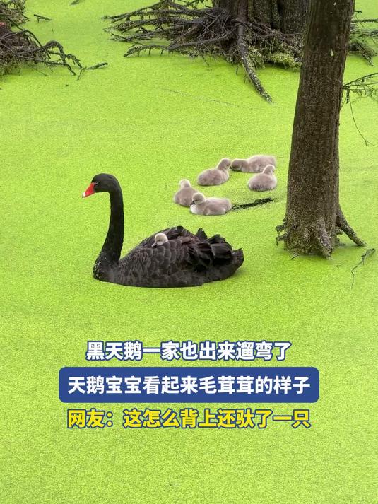 黑天鹅一家也出来遛弯了，天鹅宝宝看起来毛茸茸的样子