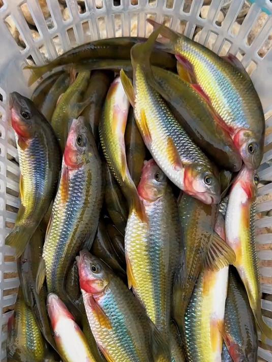 四川的石斑鱼都是黑色的,第一次解锁这种黄金石斑鱼!溪流钓