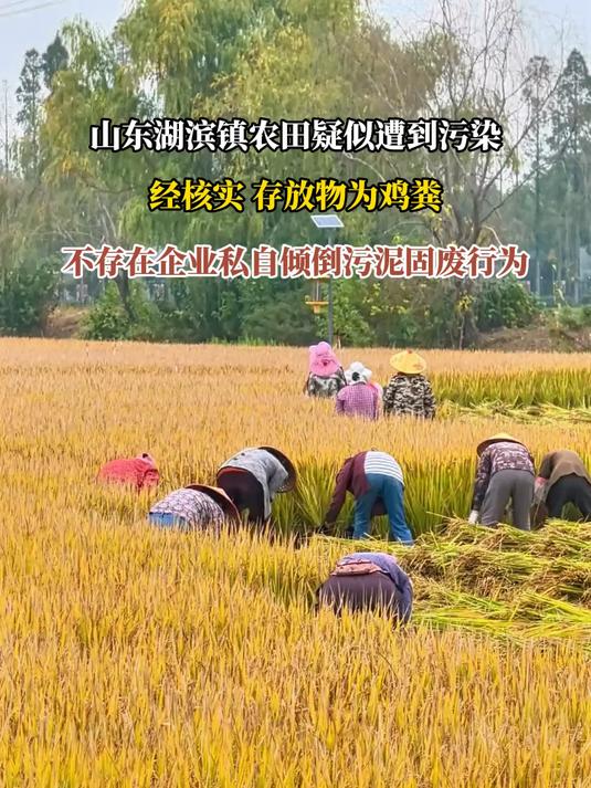 山东湖滨镇农田疑似遭到污染,经核实 存放物为鸡粪