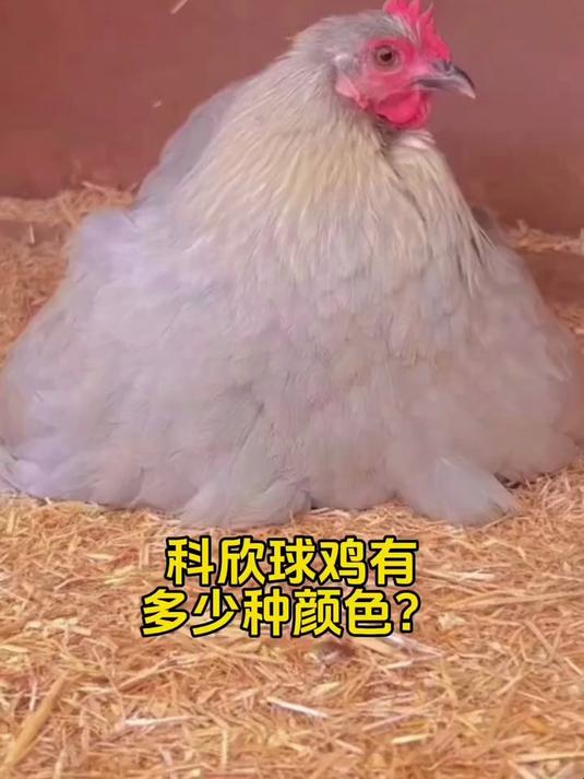 科欣球鸡可爱颜色多好养,宠物鸡首选
