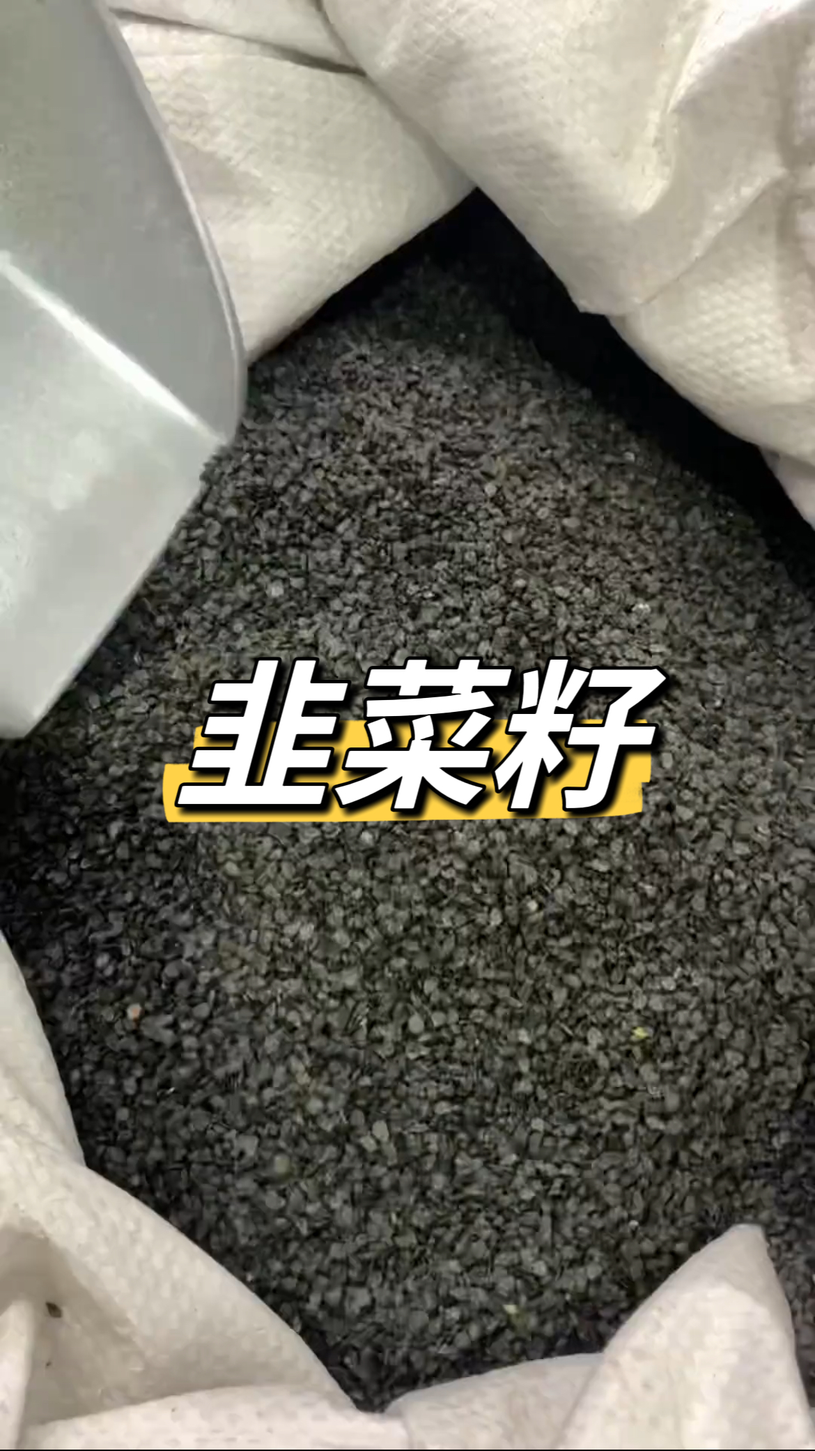 每天认识一味中药材-韭菜籽