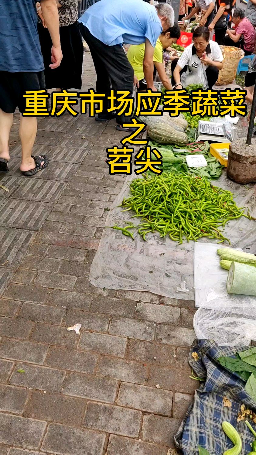 重庆市场应季蔬菜之苕尖