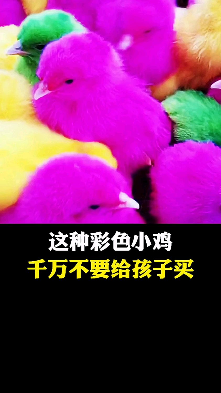 这些彩色小鸡,千万不要给孩子买了