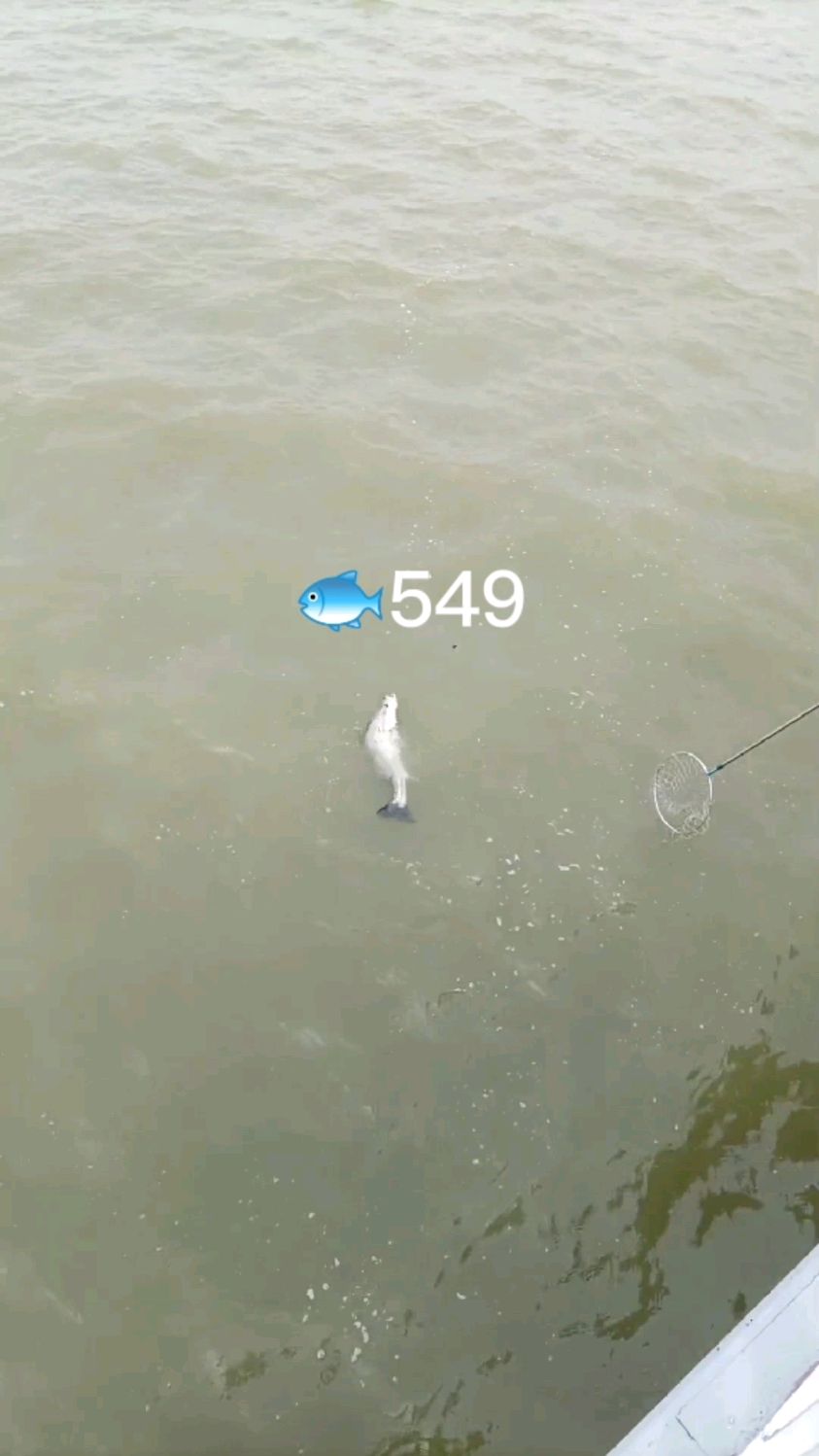 钓鱼549!近岸护栏抛竿远钓,竟然能钓到一条超大的海鲈鱼,大幸运了