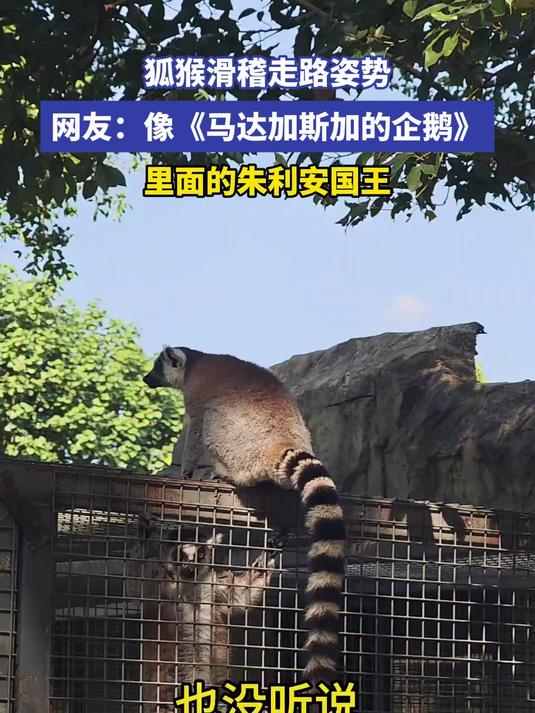 狐猴滑稽走路姿势 网友像《马达加斯加的企鹅》里面的朱利安国王