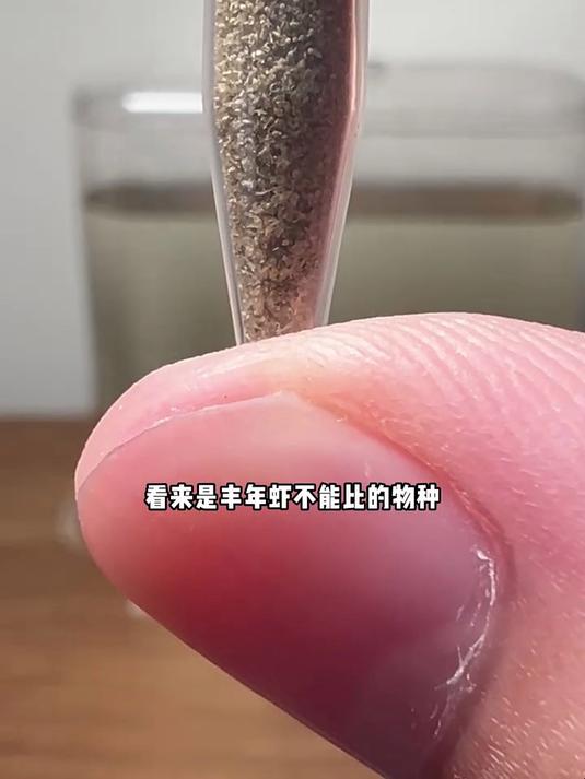 买了仙女虾的蛋回来试一虾