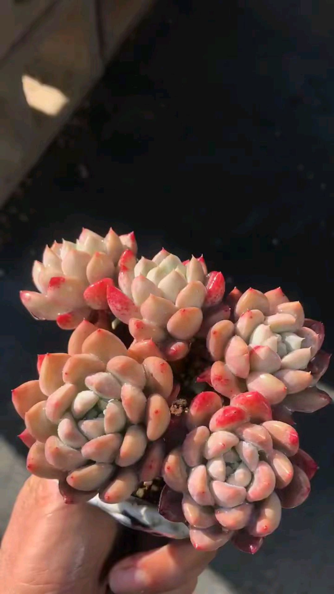 好看的多肉是块宝,捧在手心惹人爱