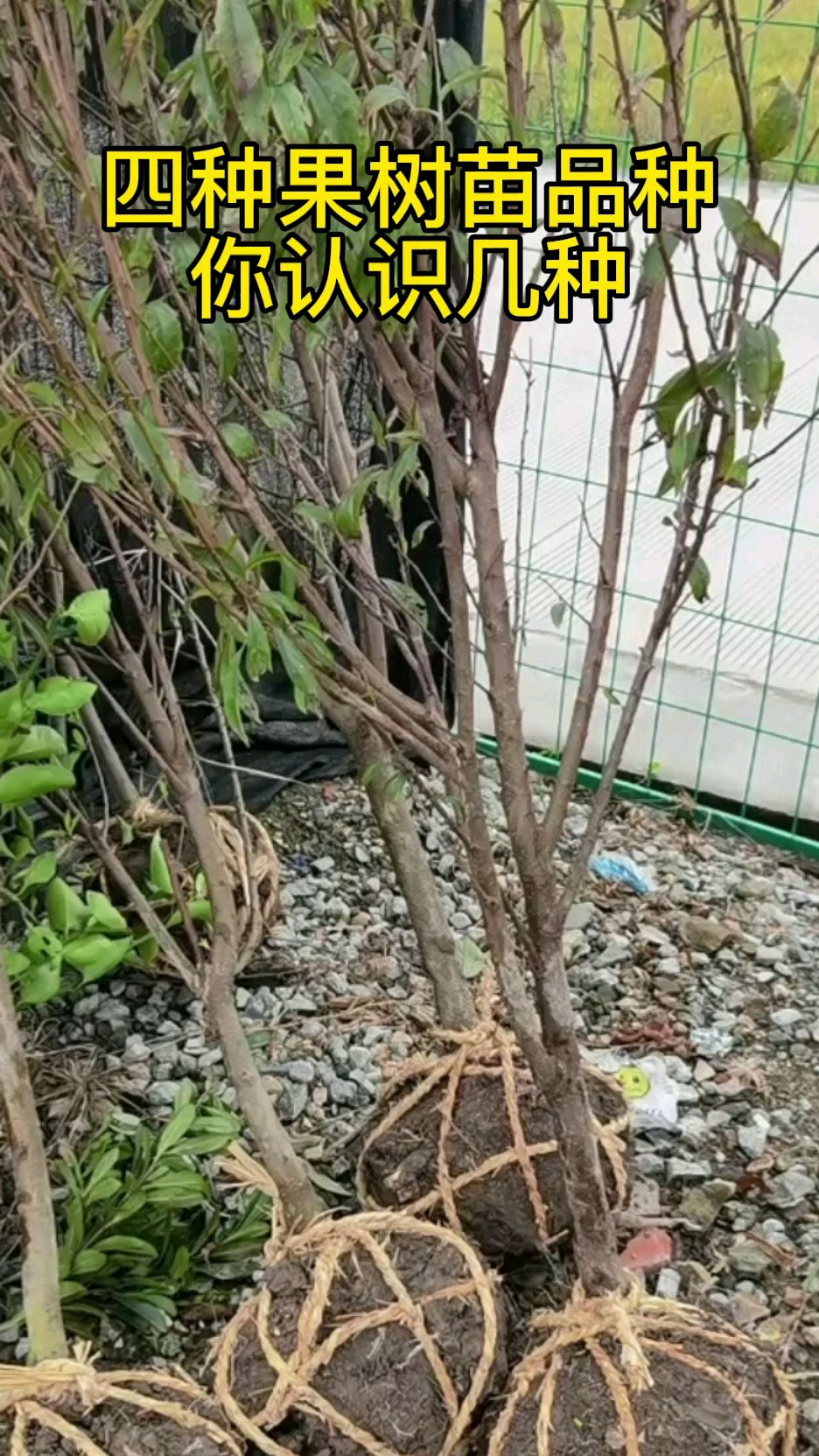 四种果树苗品种,你认识几种?