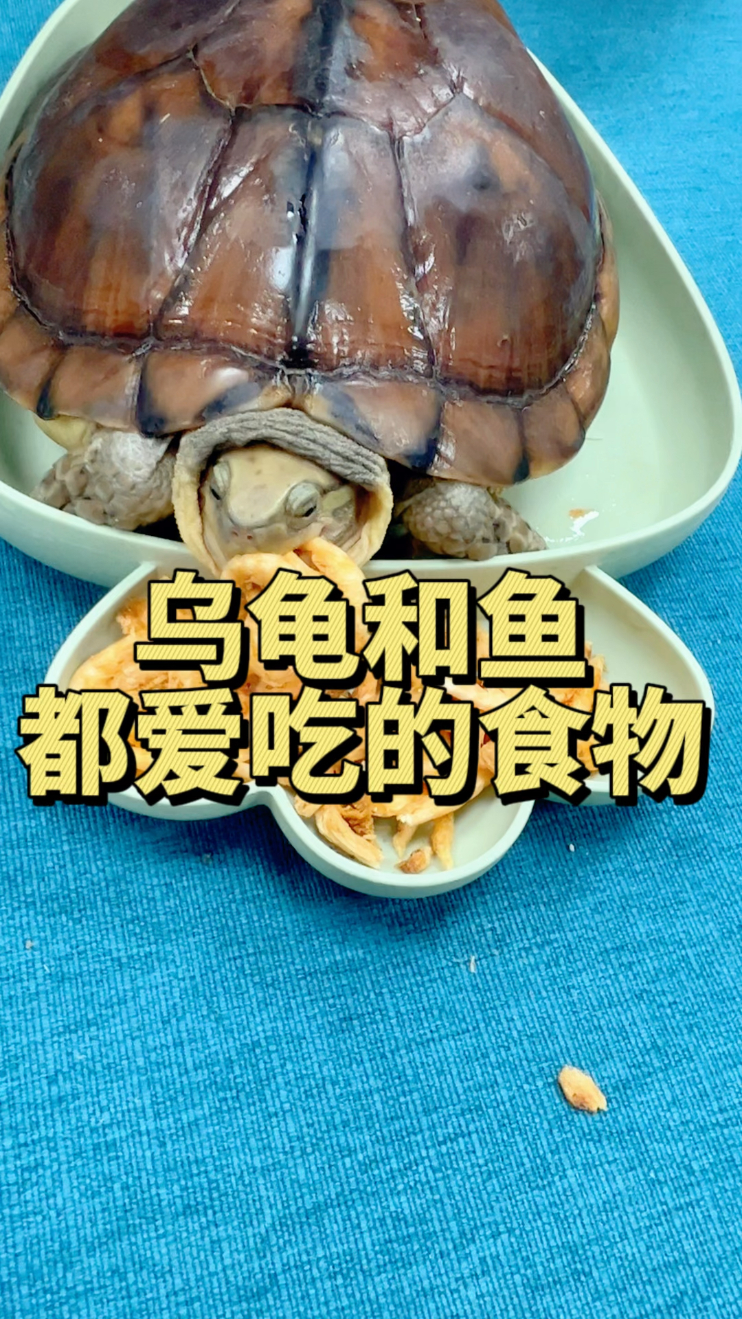 乌龟和鱼都爱吃的理想食物。#水族#南极磷虾#观赏鱼