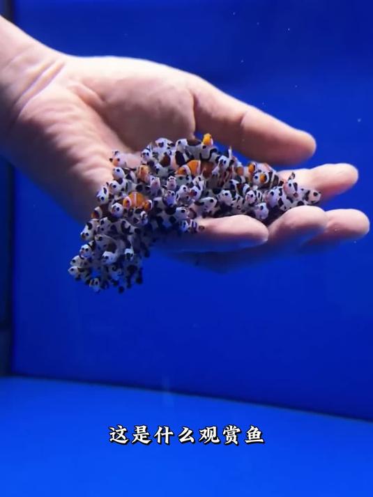 带你认识观赏鱼品种
