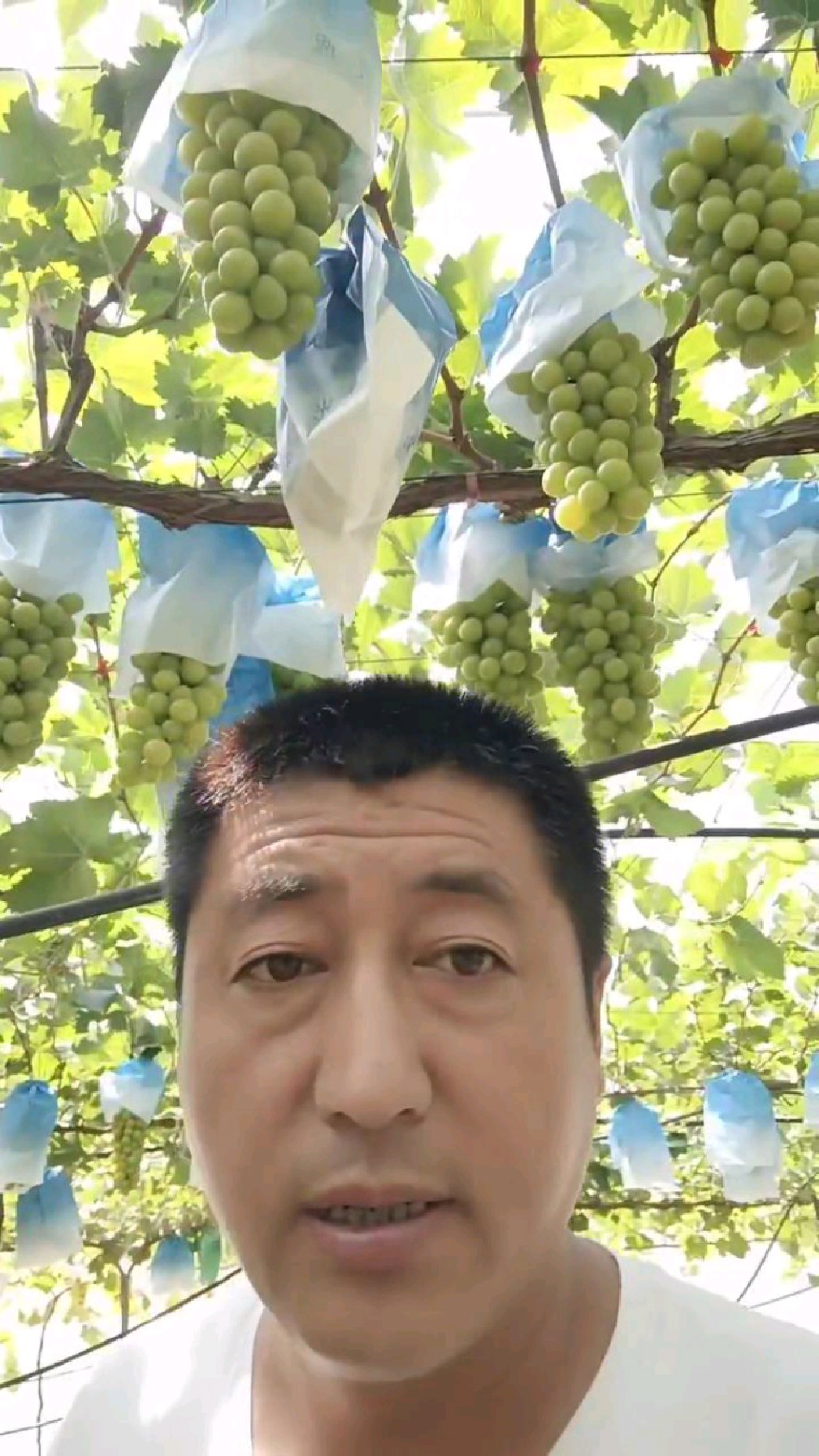 阳光玫瑰葡萄树一亩地能结多少斤