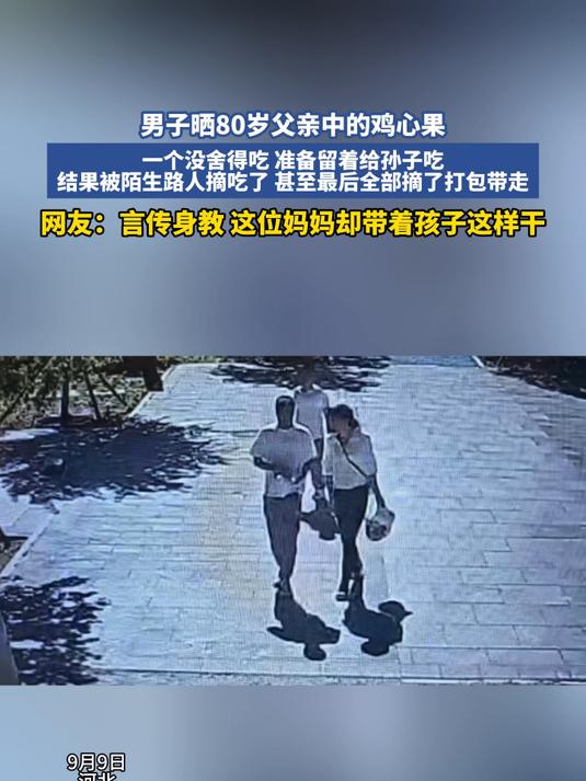 80岁父亲种的鸡心果,一个没舍得吃结果被陌生路人全部摘了